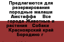 Предлагаются для резервирования породные малаши Амстаффа  - Все города Животные и растения » Собаки   . Красноярский край,Бородино г.